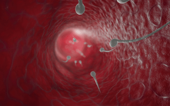 Video: Spermien auf ihrem Weg zur Eizelle.