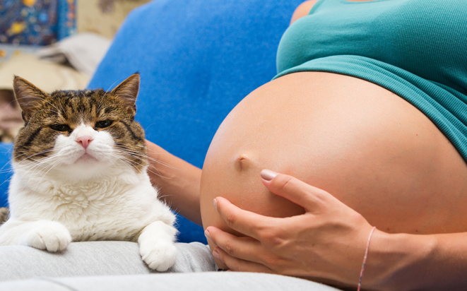 Was passiert, wenn in der Schwangerschaft Katzen Toxoplasmose übertragen?
