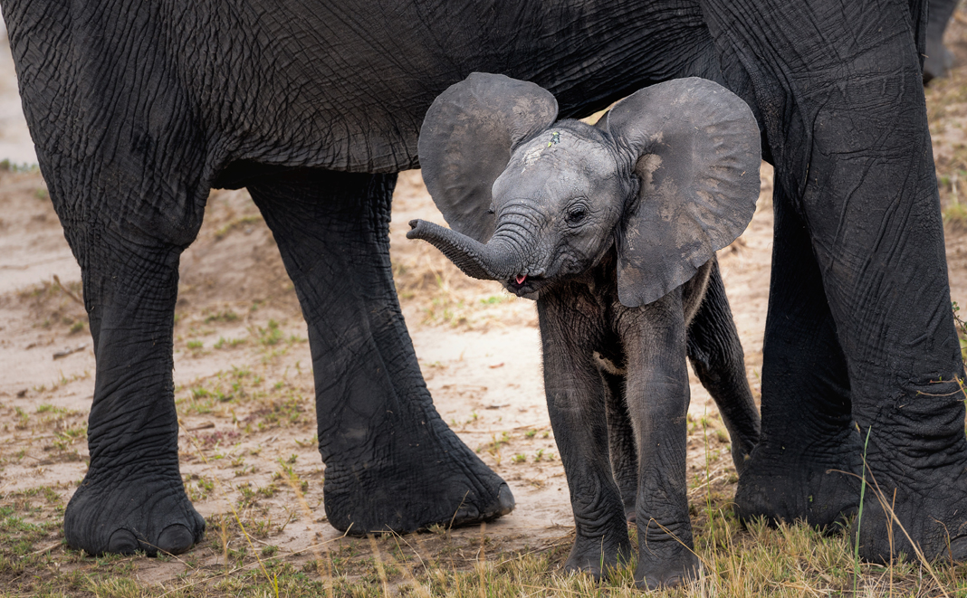 So stark wie ein kleiner Elefant ist das Baby zum Ende der 37. SSW.